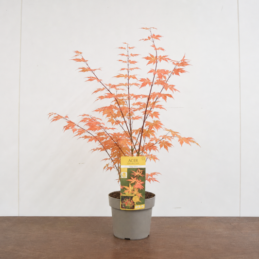 3L Orange Leaf Acer Tree, Nursery Pot, Patio Garden Pots