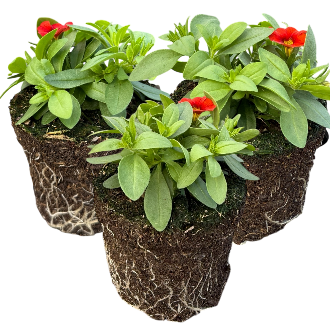 Calibrachoa Cabaret Early Orange | 3 or 6 1L Pots