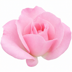 3Ltr Pink Patio Rose Bush, Outdoor Garden Ready, Pots
