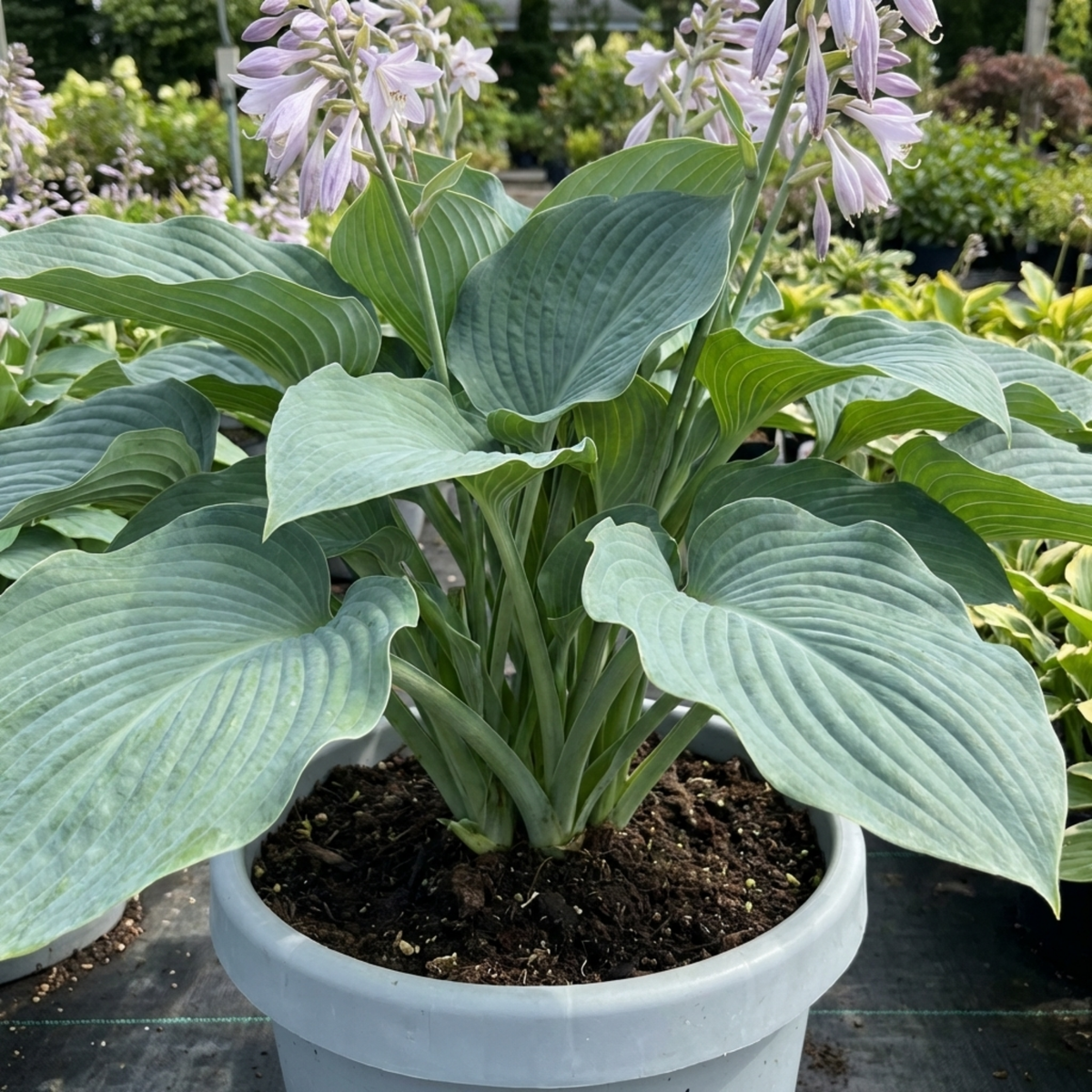 Hosta Blue Mammoth Plant, Large Outdoor Garden Ready Hardy Perennial for Shade, 17cm/2 Litre Root Ball