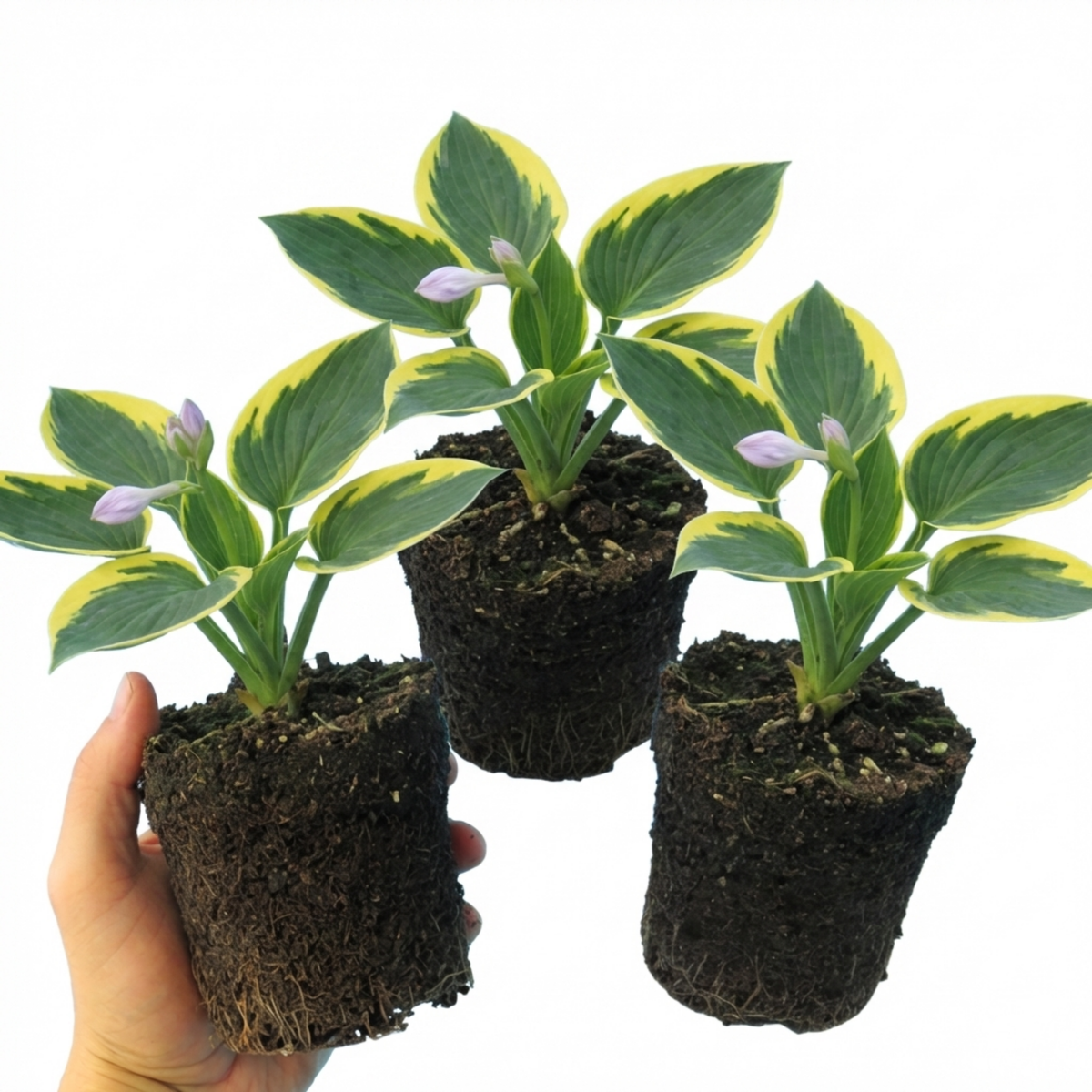 Atlantis Plantain Lily, Ready to Plant in Your Garden, 1L