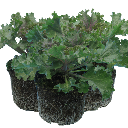 Ornamental Cabbage Rose | 3 or 6 1L Pots