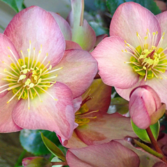 Hellebore Frostkiss Cheryl's Shine | 2L Pot