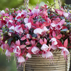 Fuchsia Bella Hilda | 3 or 6 1L Pots
