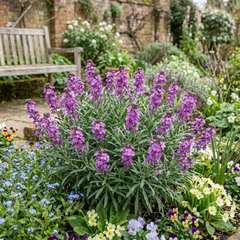 Erysimum Bowles Mauve Evergreen Hardy Perennial Wallflower Plants, Outdoor Garden Ready, 1 Litre / 11cm Root-Ball