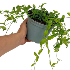Vinca Minor | 2L Pot