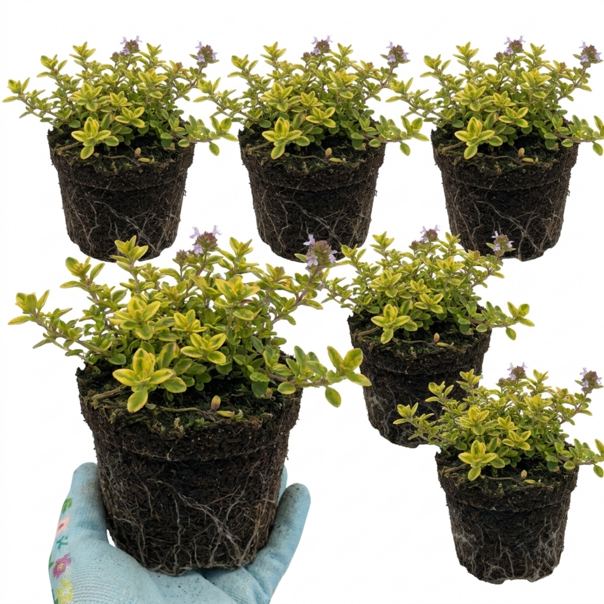 Thymus citriodorus ‘Doone Valley’ Thyme Herb Plants, Hardy Perennial Culinary Herb, Outdoor Garden Ready, 1 Litre Root-Ball