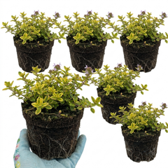 Thymus citriodorus ‘Doone Valley’ Thyme Herb Plants, Hardy Perennial Culinary Herb, Outdoor Garden Ready, 1 Litre Root-Ball