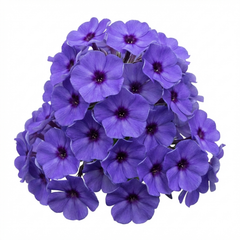 Set of 3 or 6 Phlox Blue Dark Eye Hardy Perennial Plants, Bee Friendly Summer Flowering, Outdoor Garden Ready, 1 Litre Root-Ball