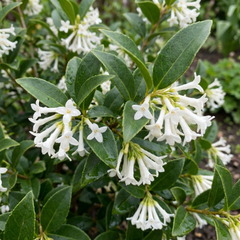Osmanthus Burkwoodii Plants, Fragrant Evergreen Hedging Shrubs, Outdoor Garden Ready, White Flowers, 11cm Root-Ball