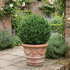 Euonymus Microphyllus Hardy Evergreen Hedge Plant, Buxus Alternative Garden Shrub, 26cm Root Ball