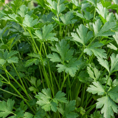 Italian Flat Leaf Parsley (Petroselinum crispum) Herb Plants, Fresh Kitchen Garden Ready, Outdoor Growing, 1 Litre Root-Ball