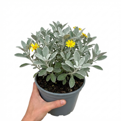 Senecio Sunshine Perennial Shrub, Hardy Drought Tolerant Silver Grey Foliage, Evergreen, 2L Root Ball