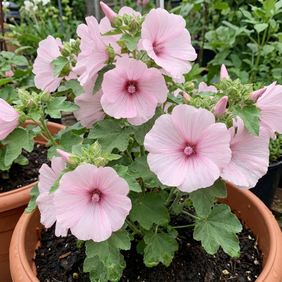 Lavatera Barnsley Baby Hardy Mallow Plant, Outdoor Garden Ready Flowering Shrub, 17cm Root-Ball
