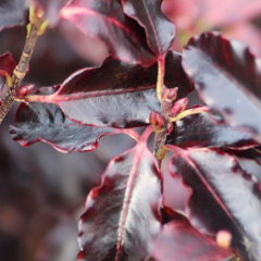 Pittosporum Tom Thumb | 3L Pot