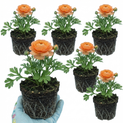 Ranunculus Vortex Orange Apricot Persian Buttercup Plants, Hardy Perennial, Spring Flowering, Outdoor Garden Ready, 1 Litre Root-Ball