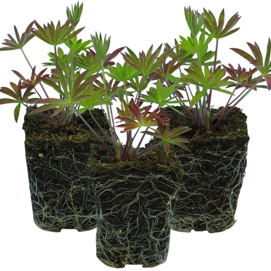 Lupin Legendary Blue | 3 or 6 1L Pots