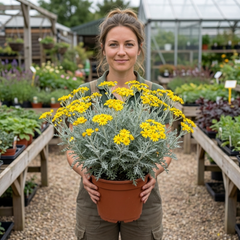 Senecio Sunshine Perennial Shrub, Hardy Drought Tolerant Silver Grey Foliage, Evergreen, 2L Root Ball