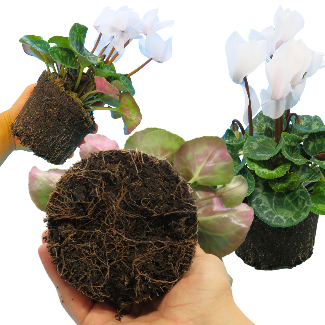 Cyclamen Flame White | 3 or 6 1L Pots