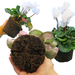 Cyclamen Flame White | 3 or 6 1L Pots