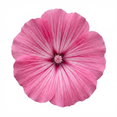 Lavatera Bredon Springs Tree Mallow, Hardy Pink Flowering Perennial Garden Shrub, 2L Root Ball
