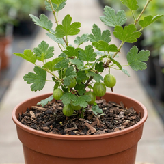 Green Gooseberry Bush, Hardy Self Fertile Fruit Plant, Outdoor Garden Ready, 5 Litre Root Ball