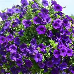 Petunia Dekko Blue | 3 or 6 1L Pots