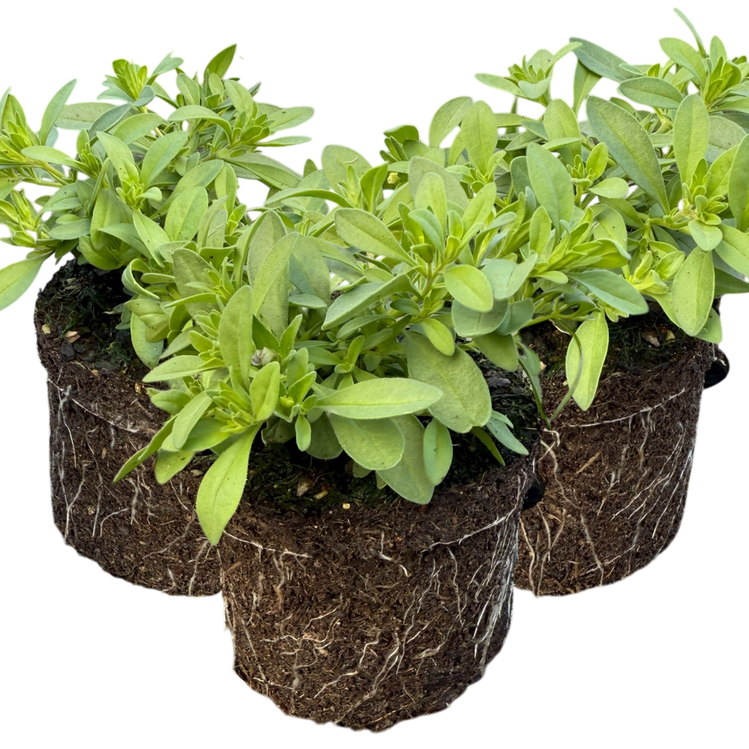 Calibrachoa Cabaret Early Blue | 3 or 6 1L Pots
