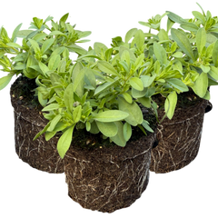 Calibrachoa Cabaret Early Blue | 3 or 6 1L Pots