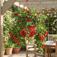 Chilli Pepper Plants, Peppers from Heaven Red, 25cm Pots