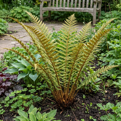 Dryopteris affinis Montana Male Fern Hardy Evergreen Perennial Plants, Shade Loving Garden Plant, 1L Root Ball