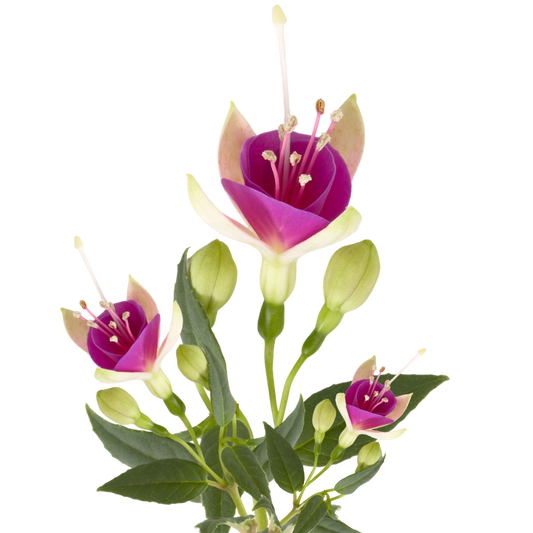 Fuchsia Diva White and Violet | 3 or 6 1L Pots