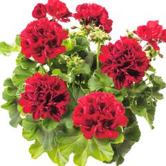 Set of 6 Large Plants-Geranium Calliope Dark Red, Ready To Plant In Your Garden