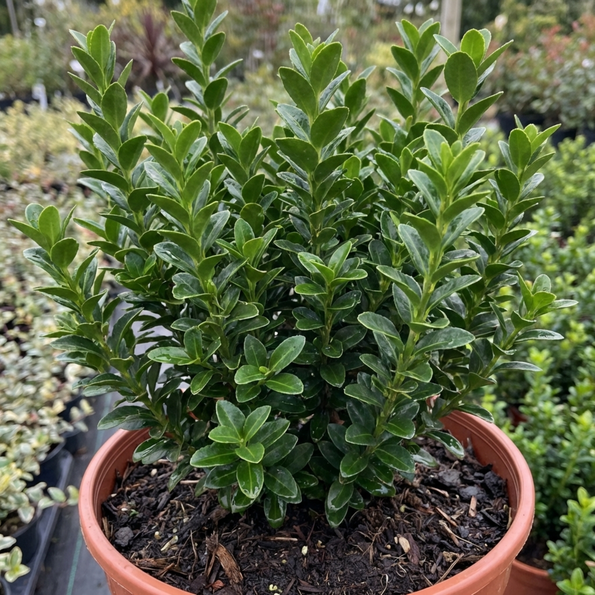 Euonymus Microphyllus Evergreen Hedge Plant, Hardy Low Maintenance Garden Shrub, 17cm Root-Ball