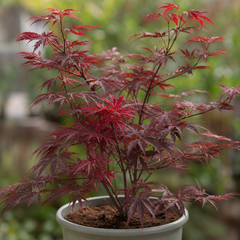 3 Litre Red Acer Tree, Japanese Maple Plant, Nursery Pots