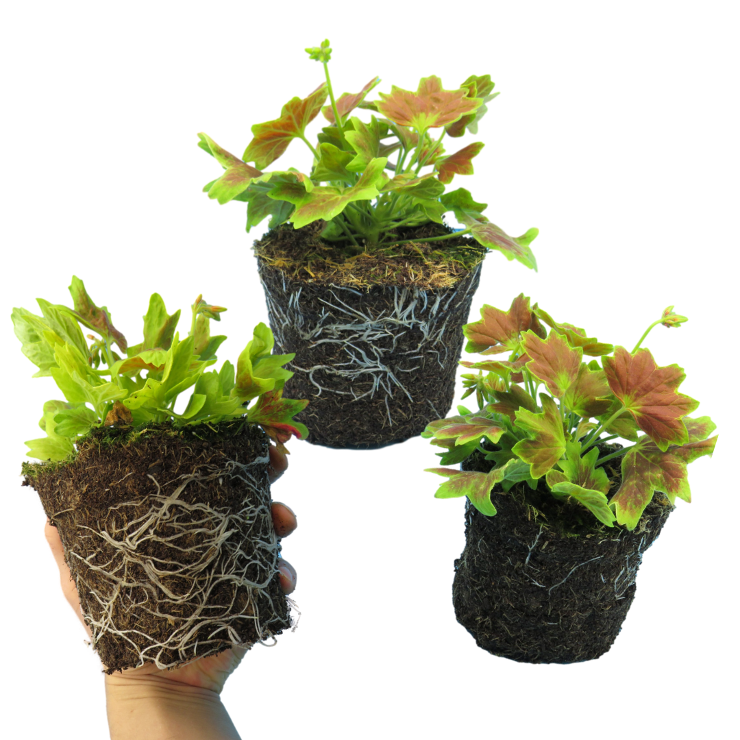 Geranium Pelgardini Lotusland | 3 or 6 1L Pots