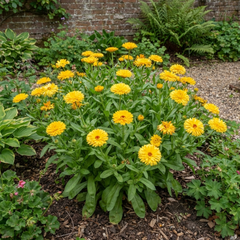 Calendula Fiesta Yellow Pot Marigold Plant, Spring & Autumn Bedding, Pollinator Friendly, 2 Litre Root Ball