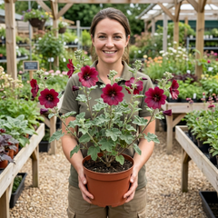 Lavatera Burgundy Wine Tree Mallow, Hardy Perennial Flowering Shrub for Cottage Garden, 2L Root-Ball