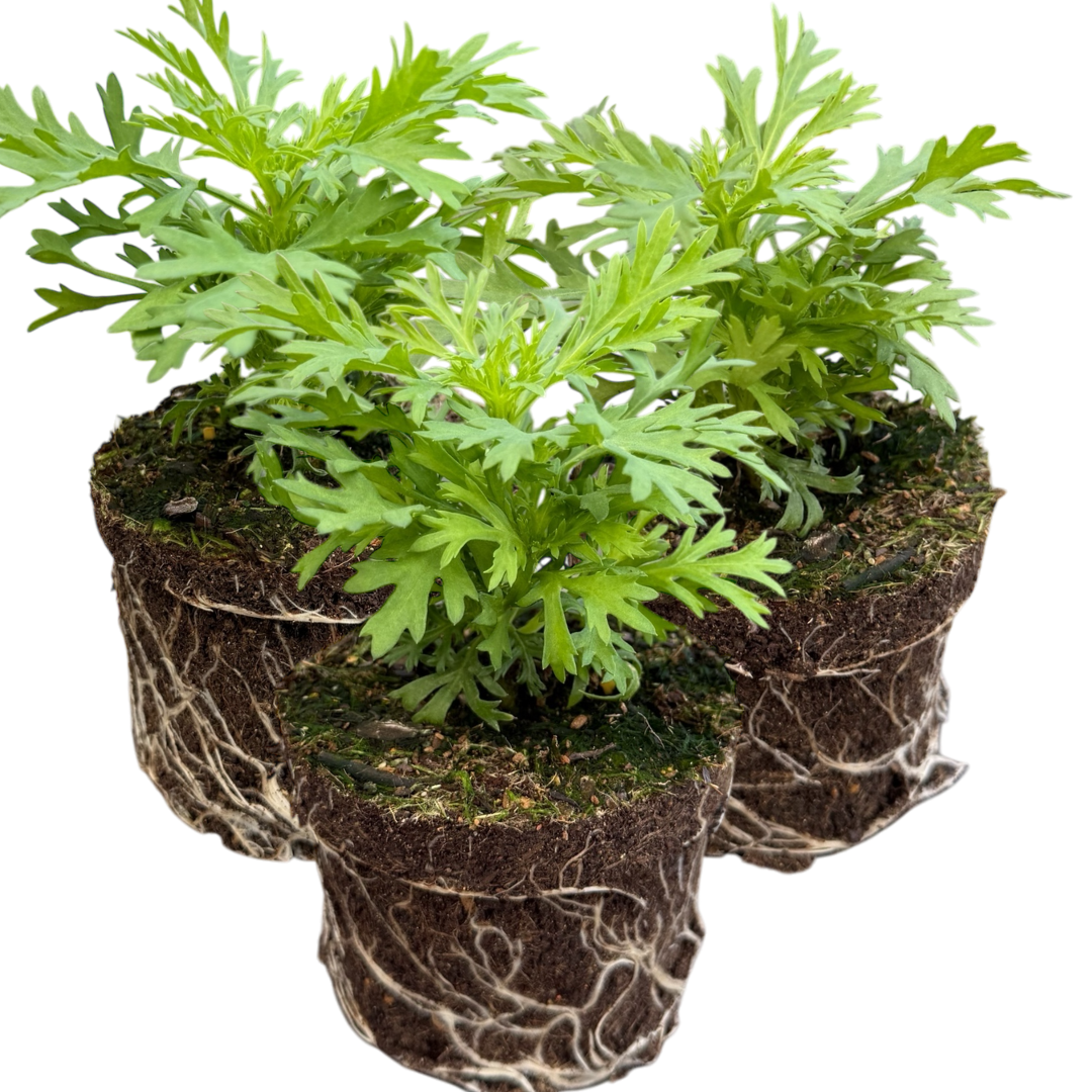 Argyranthemum Madeira Yellow | 3 or 6 1L Pots