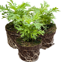 Argyranthemum Madeira Yellow | 3 or 6 1L Pots