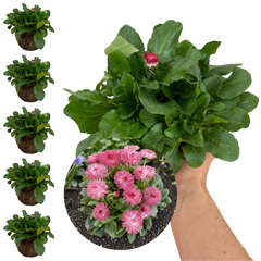 Bellis Habanera Rose | 3 or 6 1L Pots