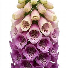 Set of 3 or 6 Foxglove Excelsior Hybrids Plants, Hardy Cottage Garden Perennial, Bee Friendly, 11cm Root-Ball