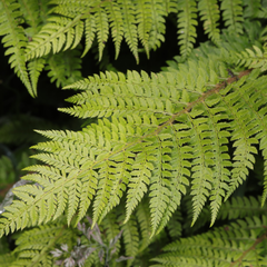 Polystichum Setiferum & Herrenhausen | 2L Pot