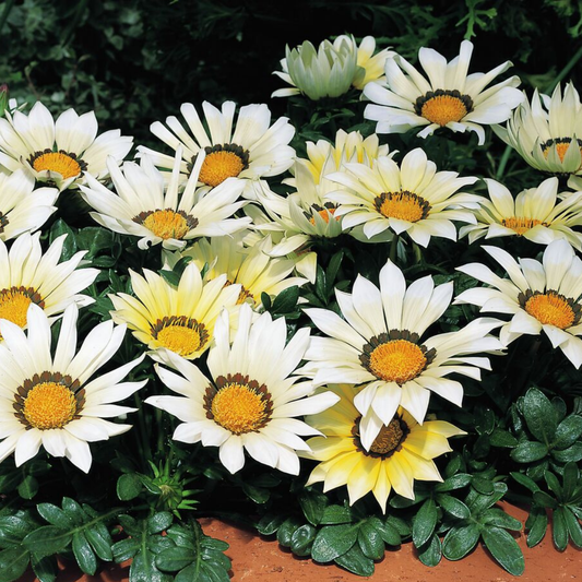 Gazania Kiss White Improved | 3 or 6 1L Pots