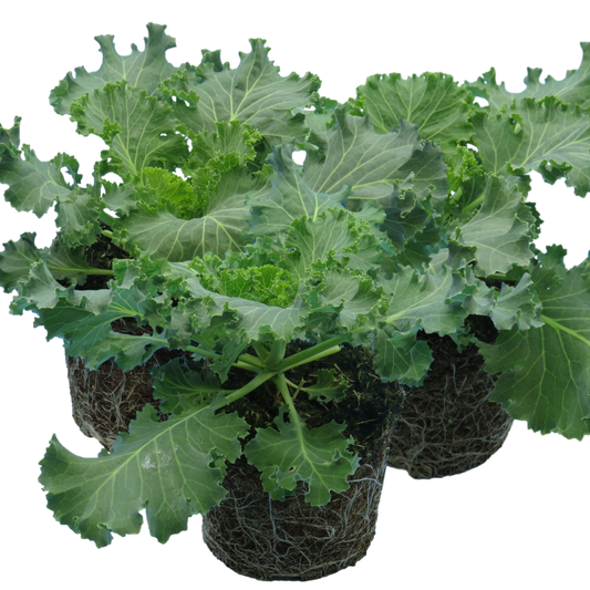 Ornamental Cabbage Red | 3 or 6 1L Pots