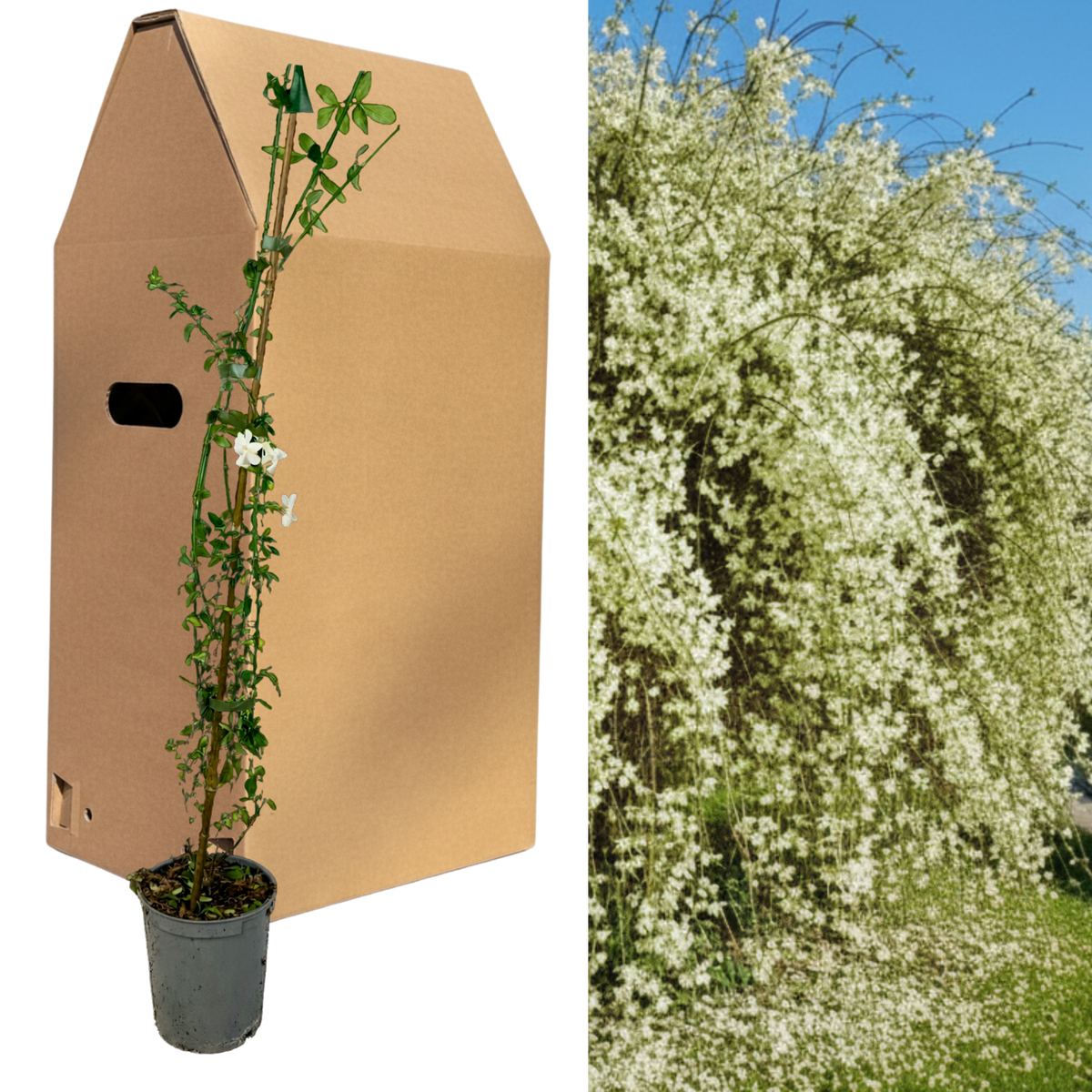 1 Live Outdoor Garden Ready Common Jasmine Plant - Jasminum officinale, 2L Pot