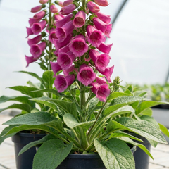 1 Digitalis Hanabee Deep Rose Foxglove Plant, Bee Friendly Hardy Perennial, 3 Litre Root Ball