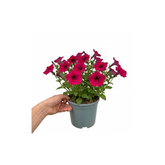 1 Large Plant - Petunia Rimarkable Cherry, Ready to Plant in Your Garden, 2L Pot