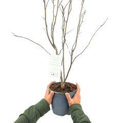 Magnolia Susan | 3L Pot