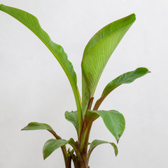 Banana Tree 3L (100–120 cm Tall) in Nursery Pot